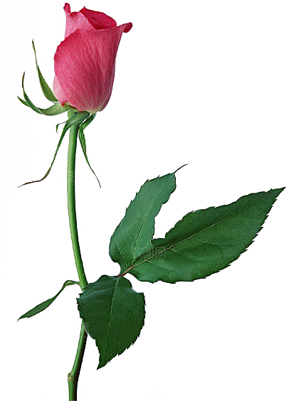玫瑰花设计素材元素免抠