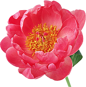 玫瑰花设计素材元素免抠