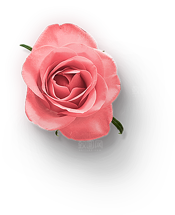 玫瑰花设计素材元素免抠