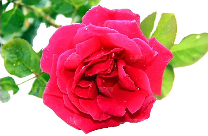 玫瑰花设计素材元素