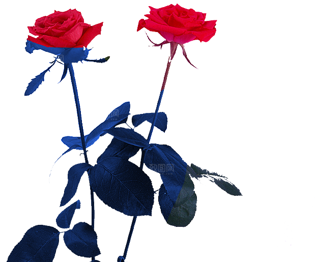 玫瑰花设计素材元素