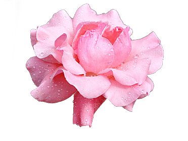 玫瑰花设计素材元素免抠