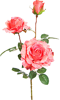 玫瑰花设计素材元素