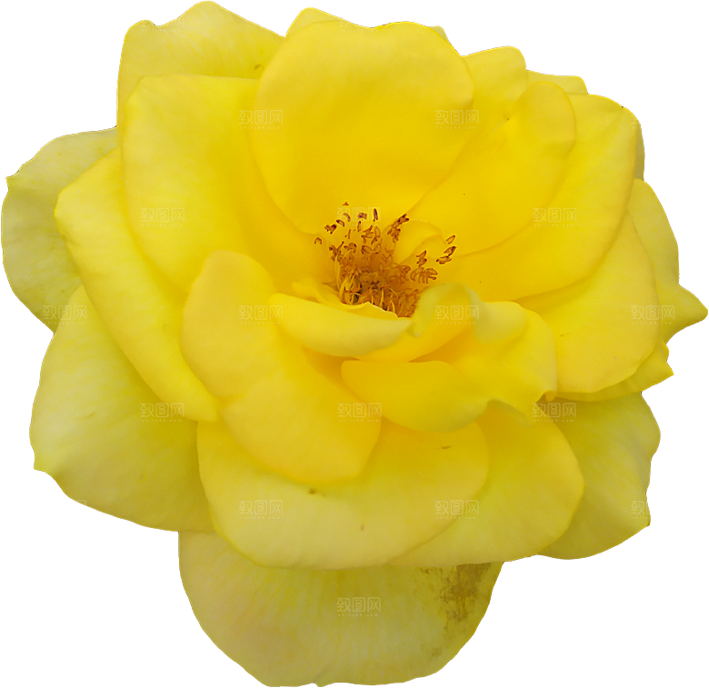 玫瑰花设计素材元素