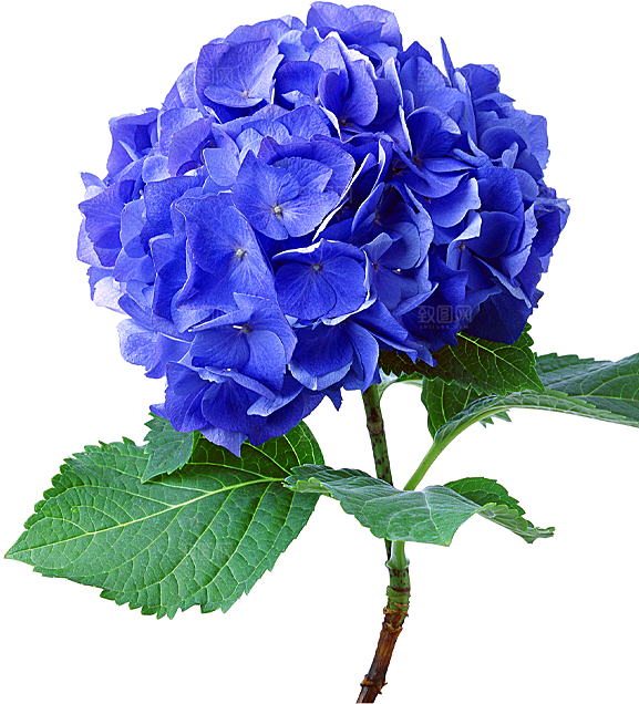 玫瑰花设计素材元素免抠