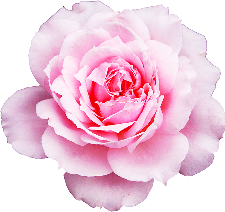 玫瑰花设计素材元素免抠