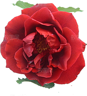 玫瑰花设计素材元素
