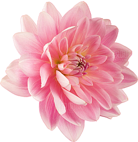 玫瑰花设计素材元素
