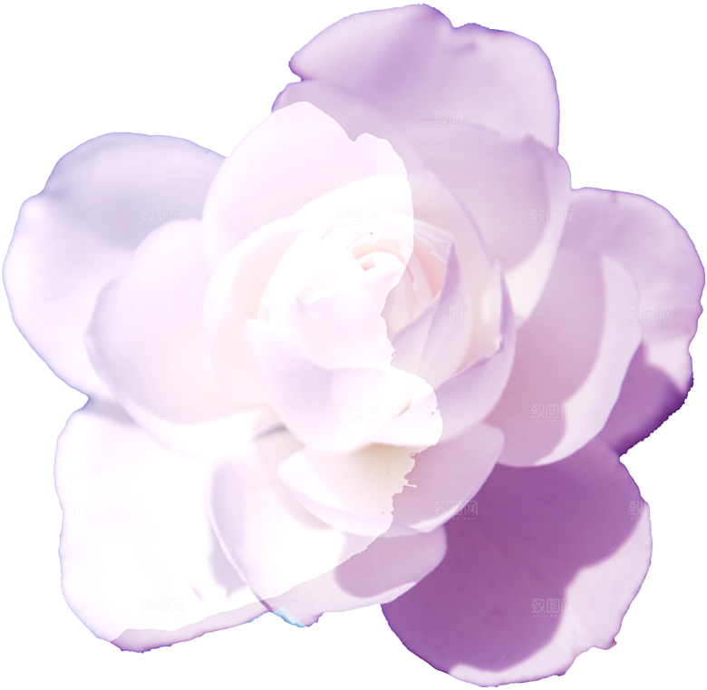 玫瑰花设计素材元素免抠