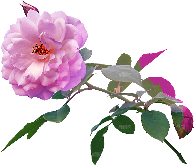 玫瑰花设计素材元素