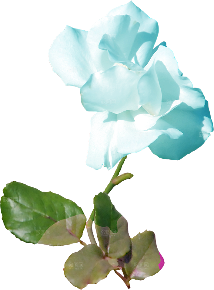 玫瑰花设计素材元素