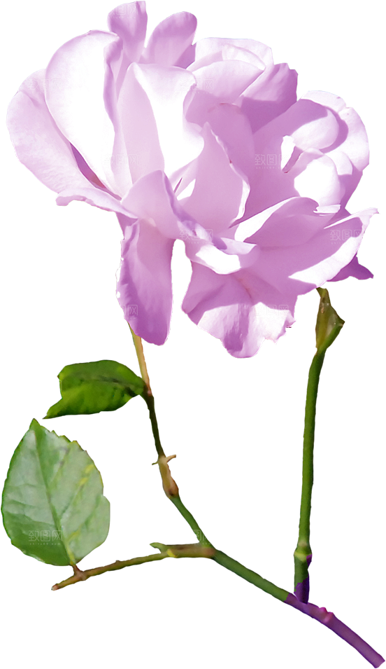 玫瑰花设计素材元素