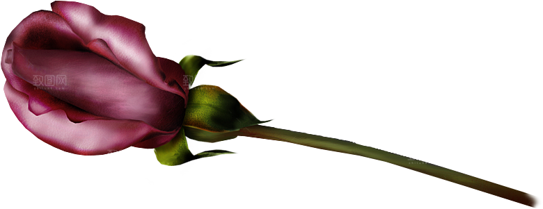 玫瑰花设计素材元素