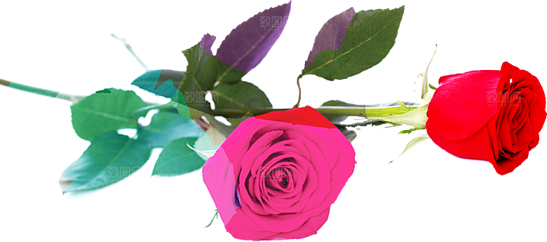 玫瑰花设计素材元素