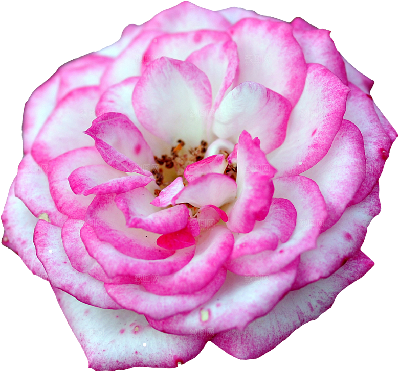 玫瑰花设计素材元素免抠