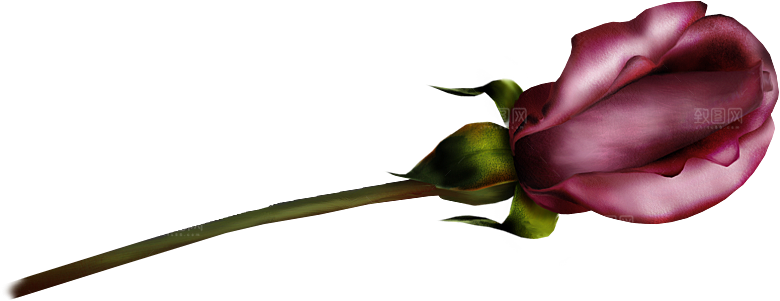 玫瑰花设计素材元素