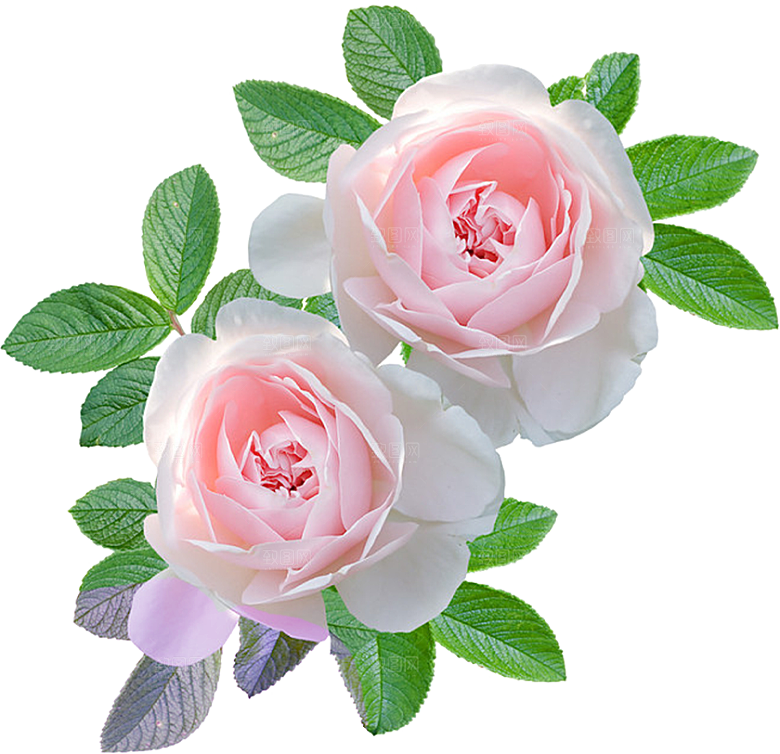 玫瑰花设计素材元素