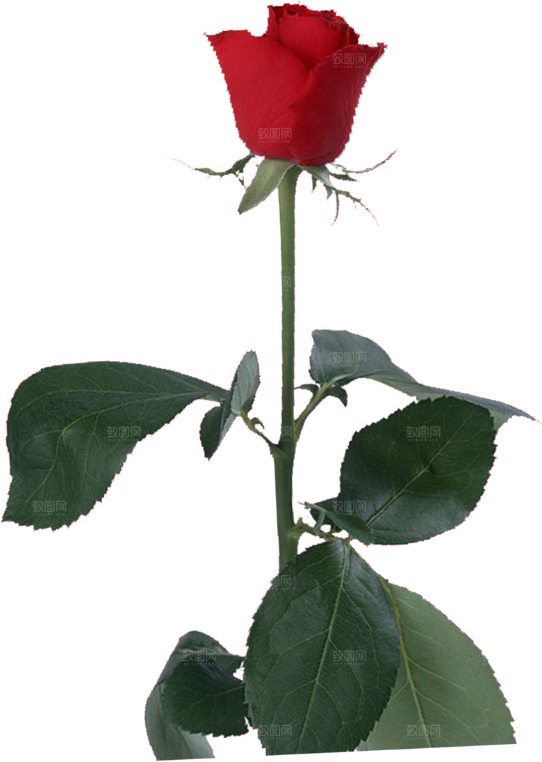 玫瑰花设计素材元素