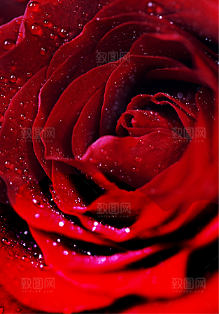 玫瑰花设计素材元素免抠