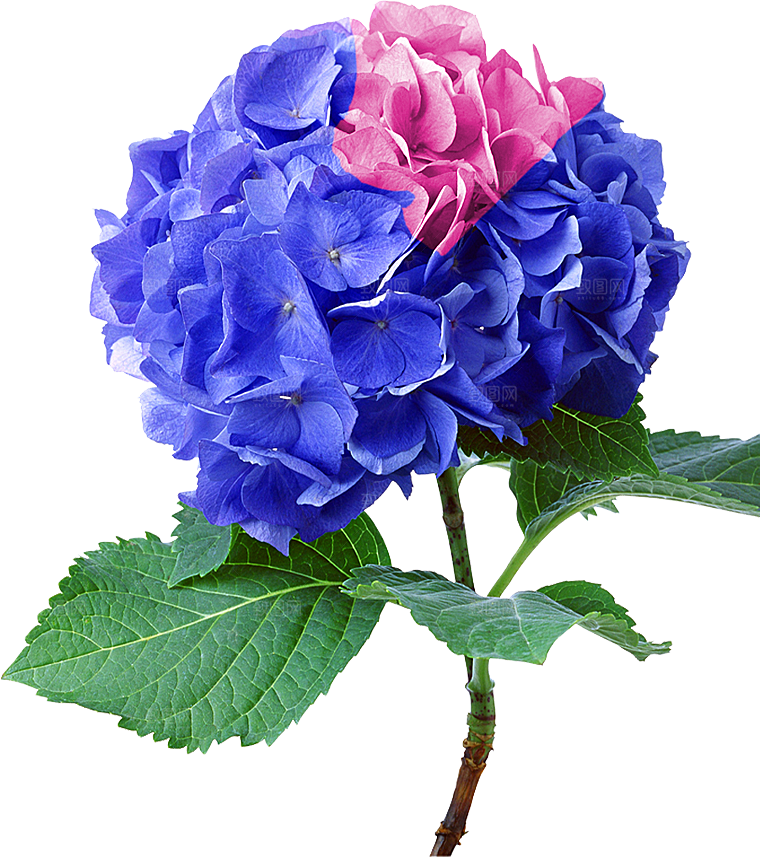 玫瑰花设计素材元素免抠
