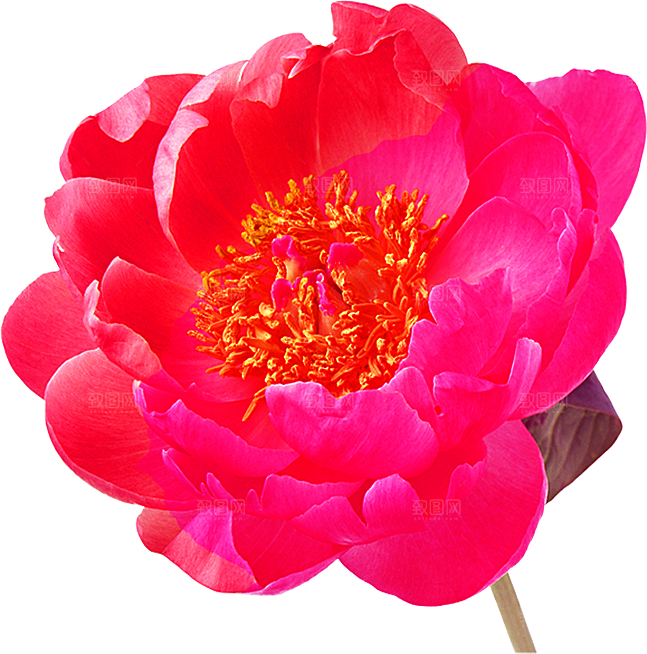 玫瑰花设计素材元素