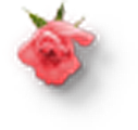 玫瑰花设计素材元素免抠