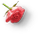 玫瑰花设计素材元素免抠