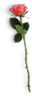 玫瑰花设计素材元素免抠