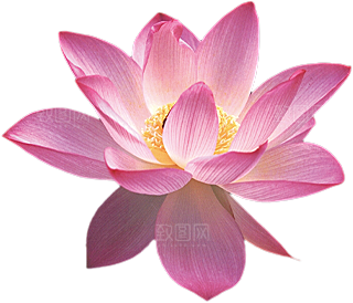玫瑰花设计素材元素免抠