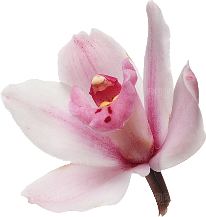 玫瑰花设计素材元素免抠