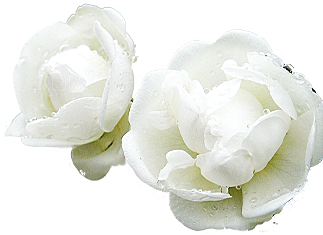玫瑰花设计素材元素免抠