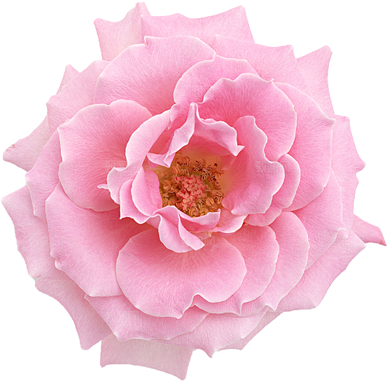 玫瑰花设计素材元素