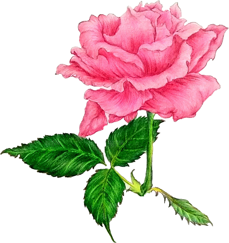 玫瑰花设计素材元素