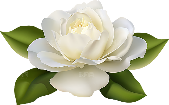 玫瑰花设计素材元素免抠