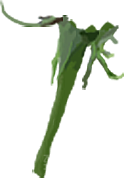 玫瑰花设计素材元素免抠