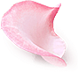 玫瑰花设计素材元素