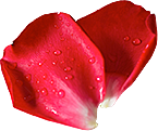 玫瑰花设计素材元素