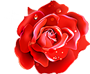 玫瑰花设计素材元素