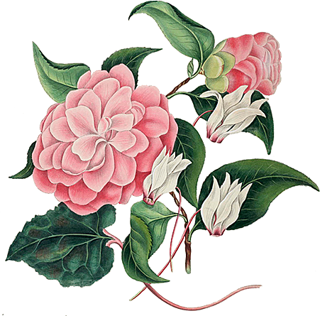玫瑰花设计素材元素