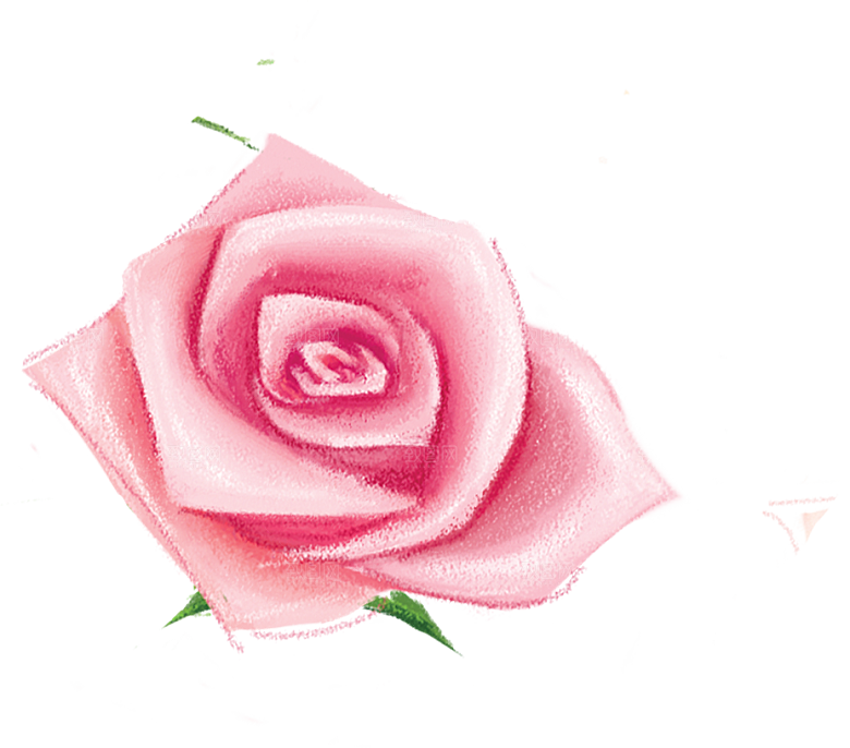 玫瑰花设计素材元素免抠