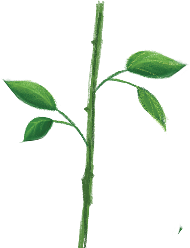 玫瑰花设计素材元素免抠