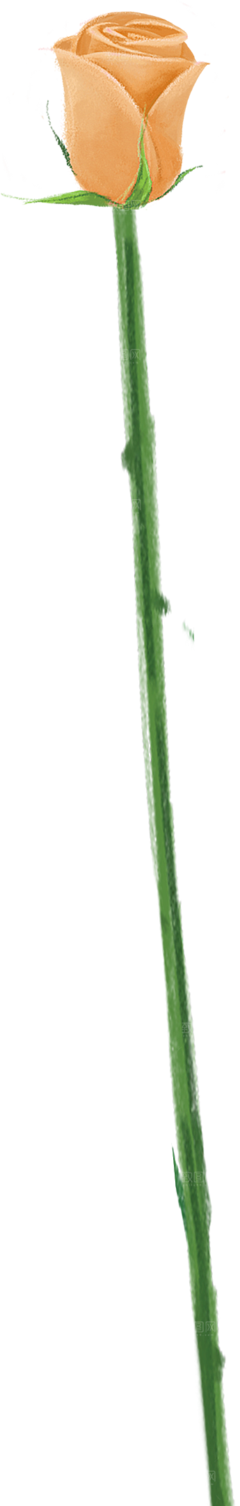 玫瑰花设计素材元素免抠