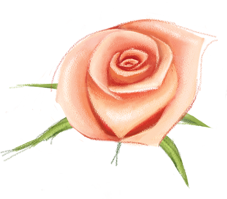 玫瑰花设计素材元素免抠