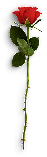 玫瑰花设计素材元素免抠