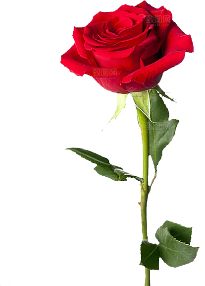 玫瑰花设计素材元素免抠