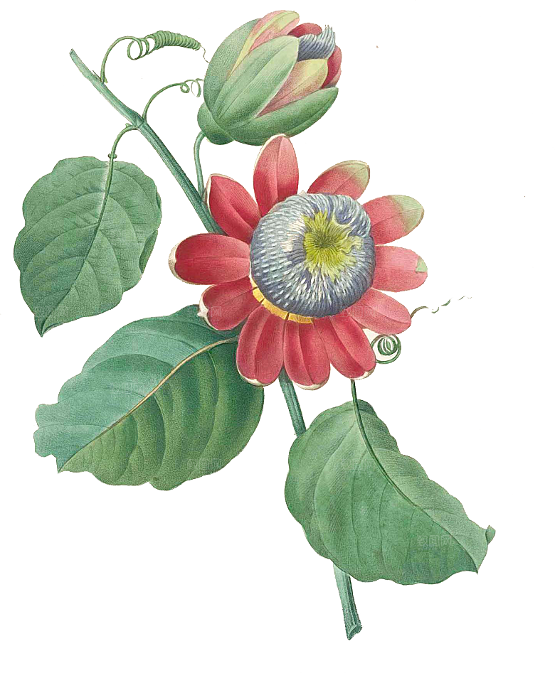 玫瑰花设计素材元素免抠