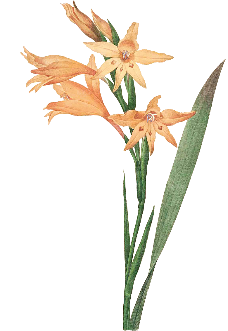 玫瑰花设计素材元素免抠