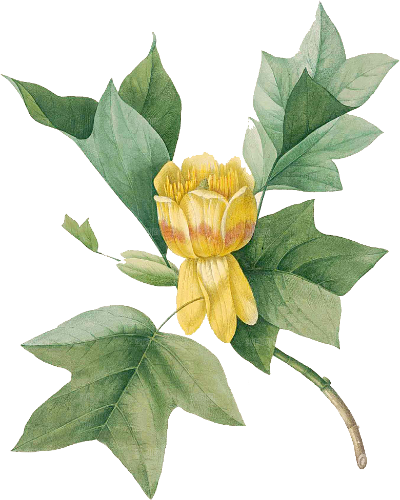玫瑰花设计素材元素免抠