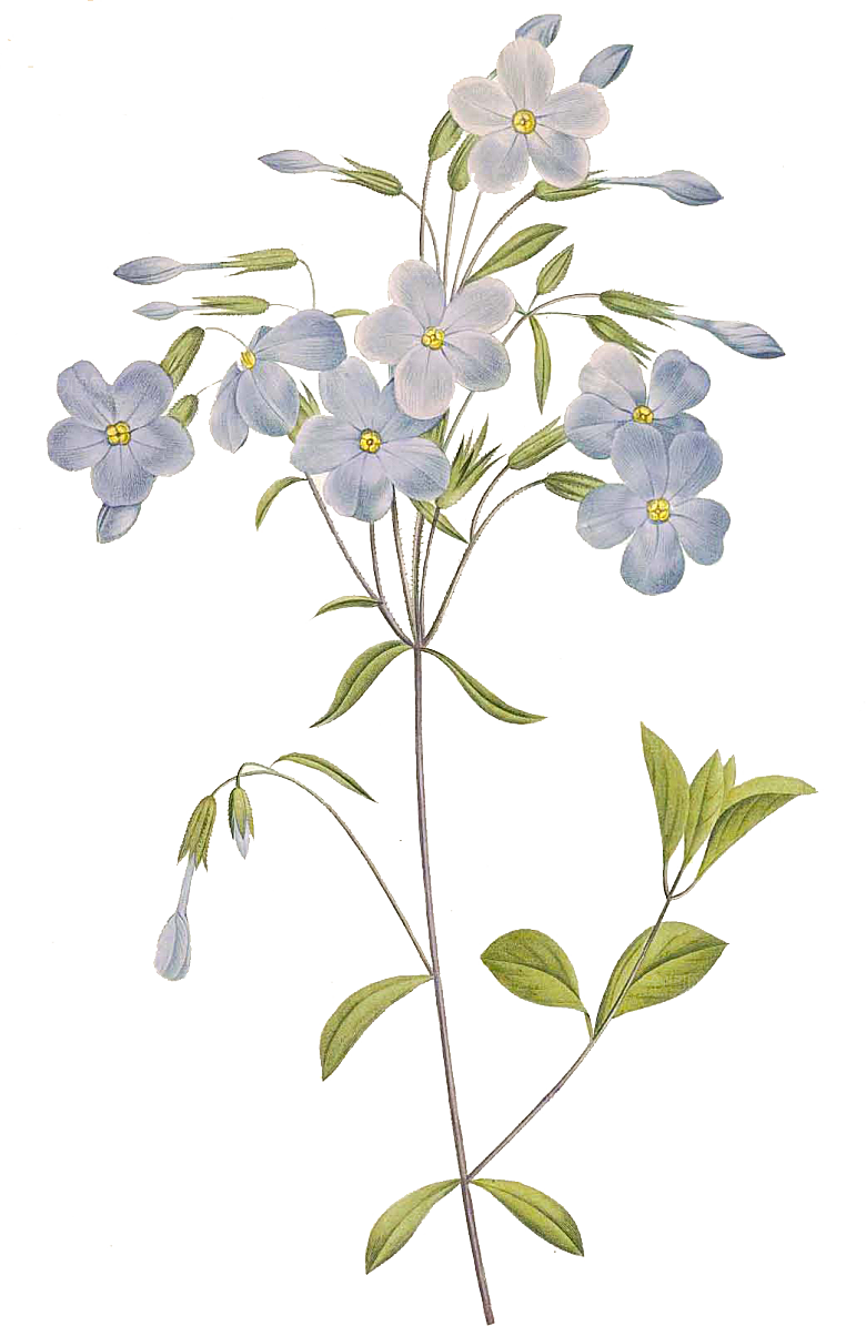 玫瑰花设计素材元素