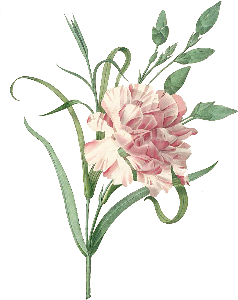 玫瑰花设计素材元素